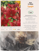 Цибулина Лілія ЛА Фанжіо гібрид Яскрава