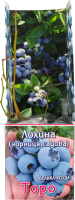 Саджанець Лохина Стандарт Яскрава