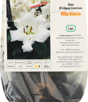 Цибулина Лілія OT Вілла бланка гігантська гібрид Яскрава