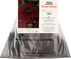 Бульба Жоржина Томас Едісон декоративна Яскрава