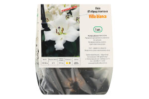 Цибулина Лілія OT Вілла бланка гігантська гібрид Яскрава