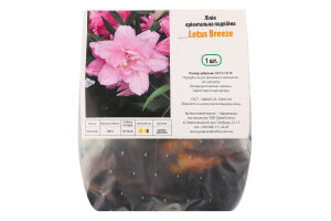 Цибулина Лілія Лотус Бріз орієнтальна подвійна Яскрава