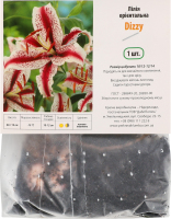 Цибулина Лілія Діззі орієнтальна Яскрава