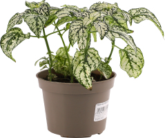 Квіти мікс плант 9/15