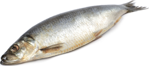 Сельдь с/с СП