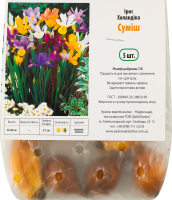 Цибулина Ірис Холандіка суміш 5шт Яскрава