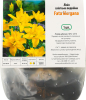 Цибулина Лілія Фата Моргана азіатська подвійна Яскрава