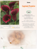 Цибулина Калла Кептен Проміс Яскрава