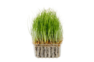 Ahold Wheatgrass