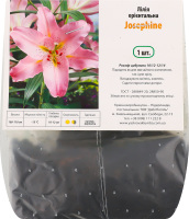 Цибулина Лілія Жозефіна орієнтальна Яскрава