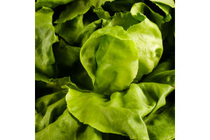 Салат Пучок-Свіжачок Масляний зелений