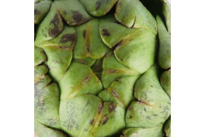 Артишок бебі