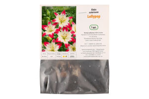 Цибулина Лілія Лолліпоп азіатська Яскрава