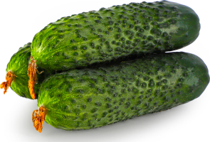 Огірок Рівненський короткоплідний