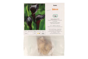 Цибулина Калла Одеса Яскрава