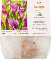 Цибулина Калла Аметист Яскрава