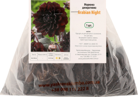 Бульба Жоржина Арабіан Найт декоративна Яскрава