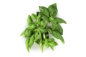 Базилик Зелений