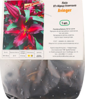 Цибулина Лілія OT Авінгер гігантська гібрид Яскрава