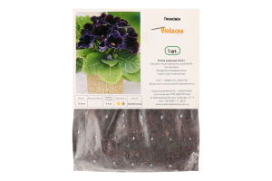 Бульба Глоксінія Віолацея Яскрава