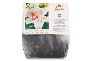 Цибулина Лілія Мускад орієнтальна Яскрава