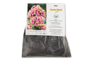 Кореневище Флокс Sherbet Blend Яскрава