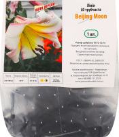 Цибулина Лілія ЛО Бейджінг Мун трубчаста Яскрава