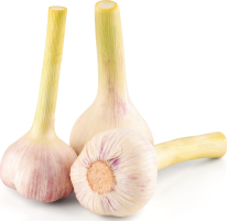 Чеснок молодой