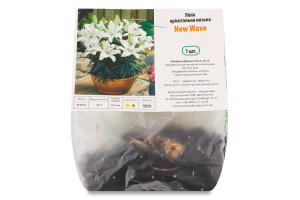 Цибулина Лілія Нью Вейв орієнтальна низька Яскрава