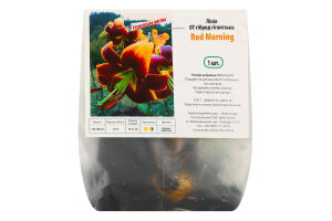 Цибулина Лілія ОТ Ред Монінг гігантська гібрид Яскрава