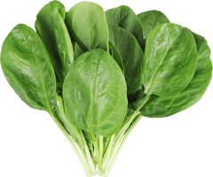 Шпинат