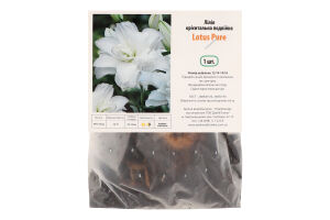 Цибулина Лілія Лотус Пур орієнтальна подвійна Яскрава