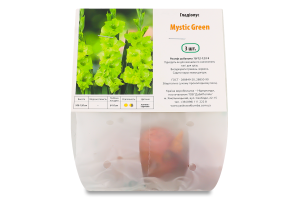 Цибулина Гладіолус Містік Грін 3шт Яскрава