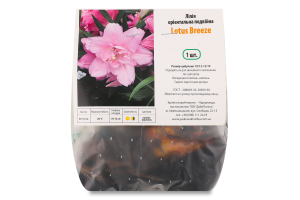 Цибулина Лілія Лотус Бріз орієнтальна подвійна Яскрава