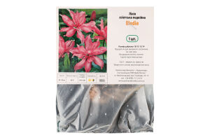 Цибулина Лілія Елоді азіатська подвійна Яскрава