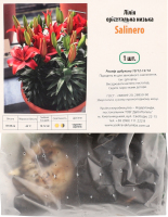 Цибулина Лілія Салінеро орієнтальна низька Яскрава