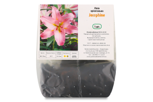 Цибулина Лілія Жозефіна орієнтальна Яскрава