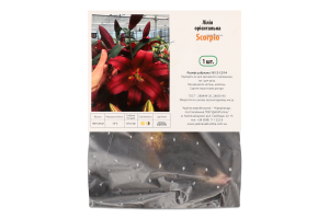 Цибулина Лілія Скорпіо орієнтальна Яскрава