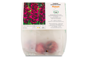 Цибулина Гладіолус Пламтарт 3шт Яскрава