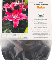 Цибулина Лілія ОТ Мерлон гібрид Яскрава