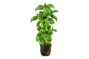 Базилик зеленый Живая зелень Вершки та корінці м/у 1шт