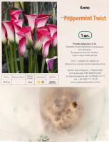 Цибулина Калла Пепермінт Твіст Яскрава