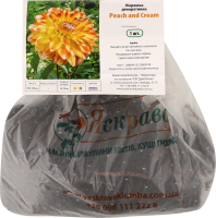 Бульба Жоржина Піч енд Крім Яскрава