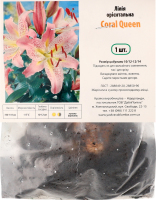 Цибулина Лілія Корал Квін орієнтальна Яскрава