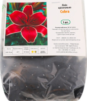 Цибулина Лілія Кобра орієнтальна Яскрава