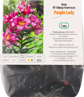 Цибулина Лілія ОТ Пьорпл Леді гігантська гібрид Яскрава
