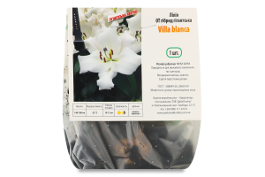 Цибулина Лілія OT Вілла бланка гігантська гібрид Яскрава