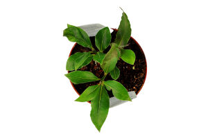 ЛАВР NOBILIS