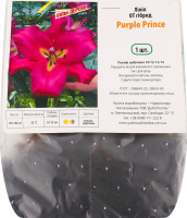Цибулина Лілія OT Пьорпл Принс гігантська гібрид Яскрава