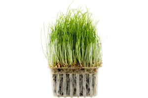 Ahold Wheatgrass